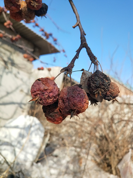 风干果