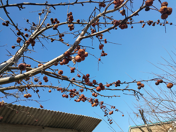 风干果