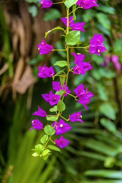 中央种子目紫茉莉科植物叶子花
