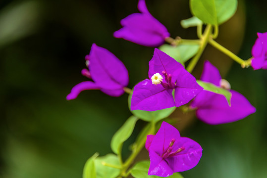 中央种子目紫茉莉科植物叶子花