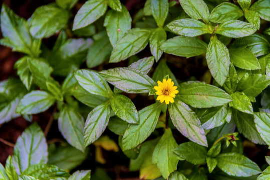 桔梗目菊科植物蟛蜞菊