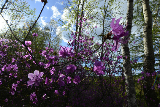 杜鹃花