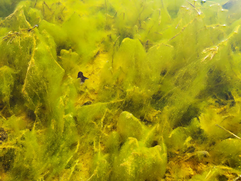 浮藻