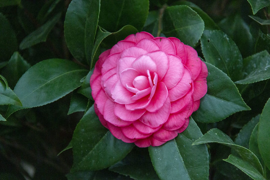 红茶花
