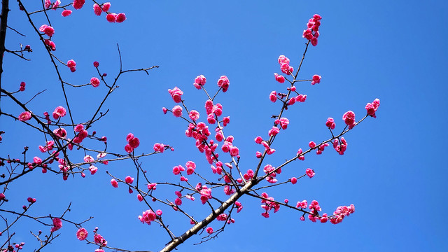 红梅花枝