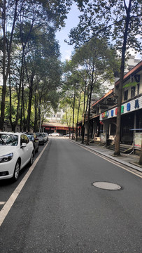 绿荫柏油路街道