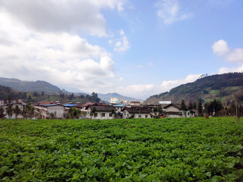 乡村油菜地