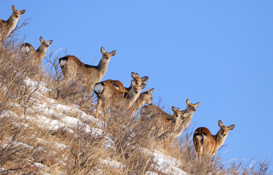 山坡上的梅花鹿