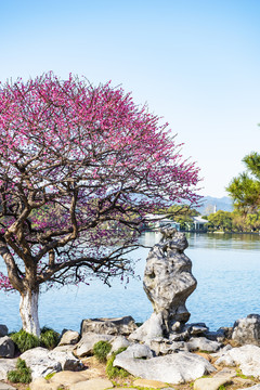 西湖畔梅花树