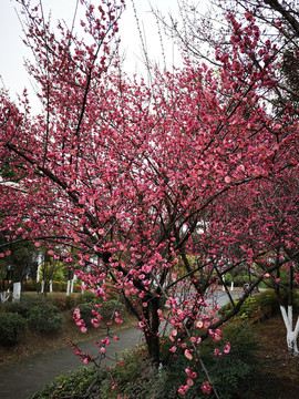 红梅花树