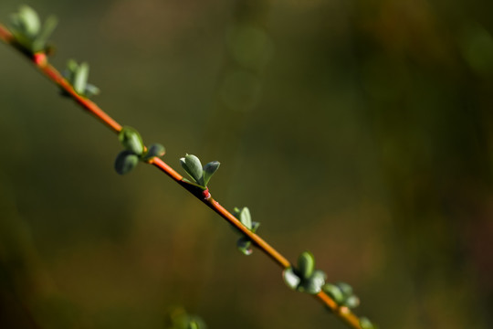 发芽柳树芽