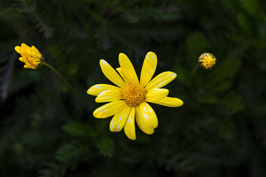 小菊花特写