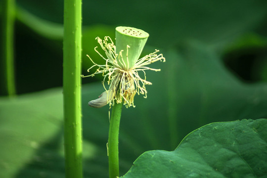 莲花花落