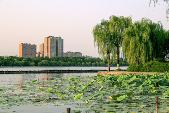 大明湖风光