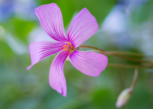 五瓣花