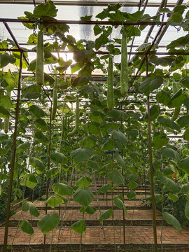 丝瓜大棚丝瓜种植丝瓜品种丝瓜架
