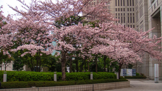 日本国樱花