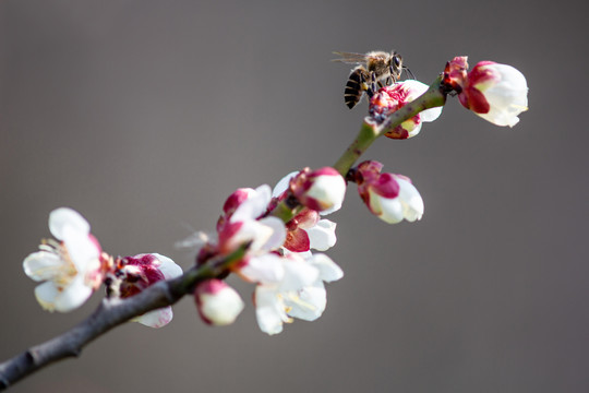 蜂追花