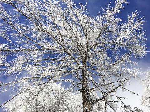 雪松