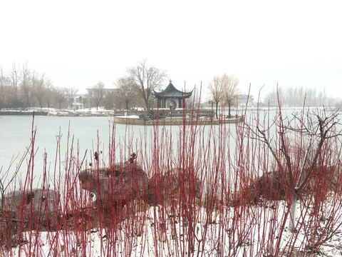 雪后的红瑞木