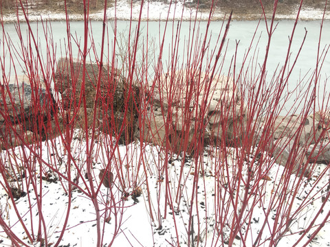 雪中的红瑞木