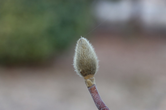 玉兰花蕾