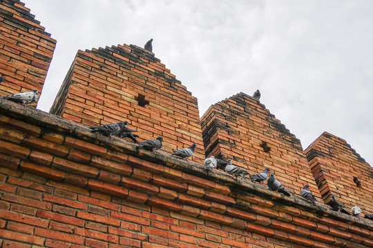 泰国清迈塔佩门城墙上的成群鸽子