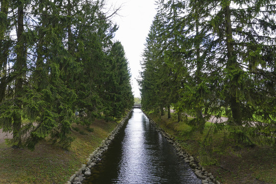 小河边两排松树