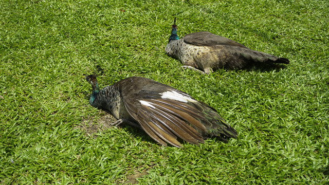草地上趴着的两只孔雀