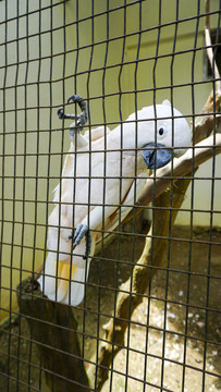 动物园里趴在铁丝网上的白鹦鹉