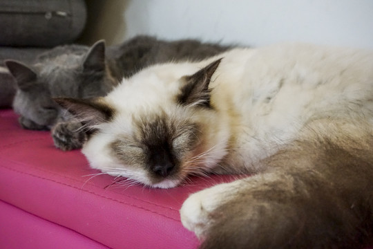 熟睡着的泰国暹罗猫