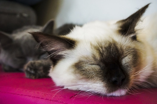 睡着的泰国暹罗猫