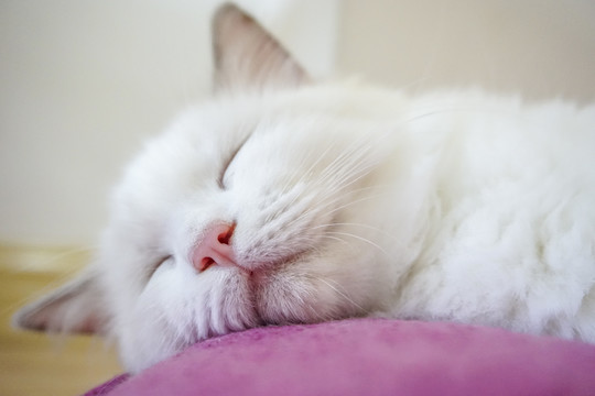 睡着的白猫
