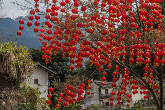 村乡红灯笼树