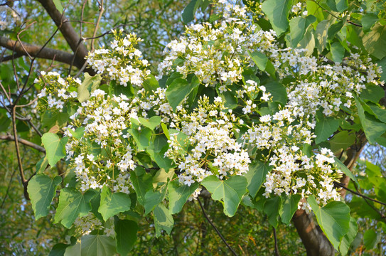 桐子花