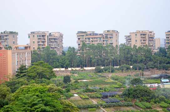 珠江边菜地