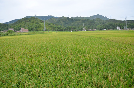 稻田