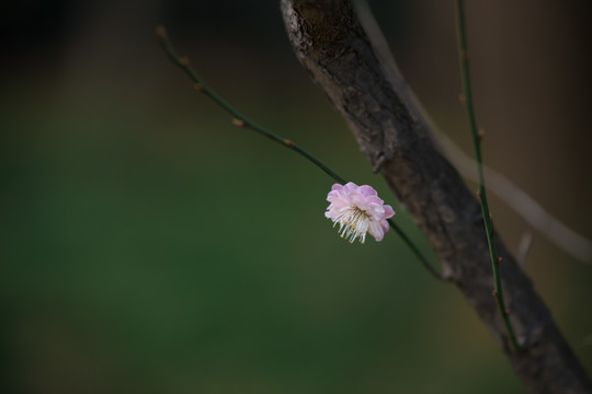 梅花