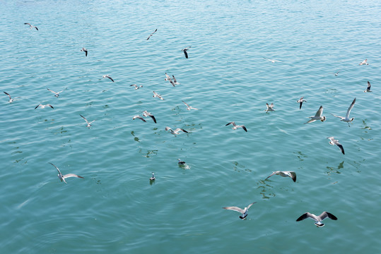青岛海上的海鸥
