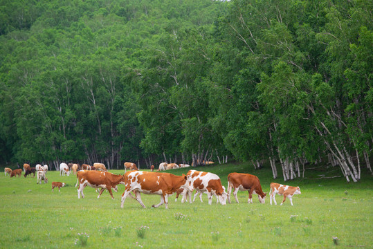 内蒙古草原的牛