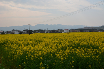 油菜花