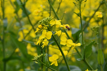 油菜花蜜蜂