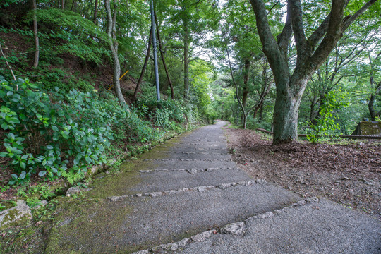 森林里的山路