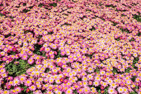 粉色的菊花背景