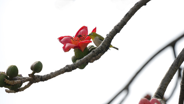 木棉花开