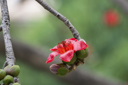 木棉花开