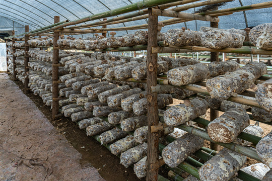大棚香菇种植