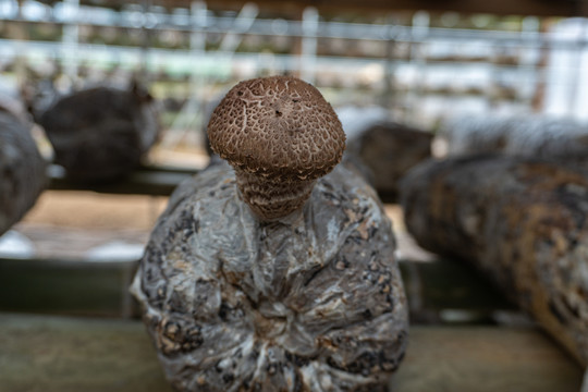 大棚香菇种植