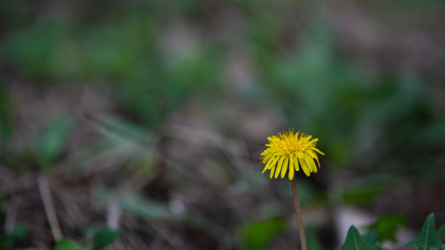 蒲公英花