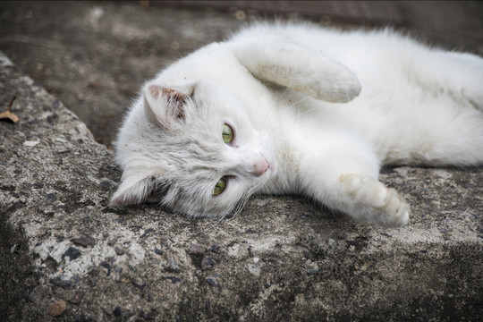 戏耍中的猫咪